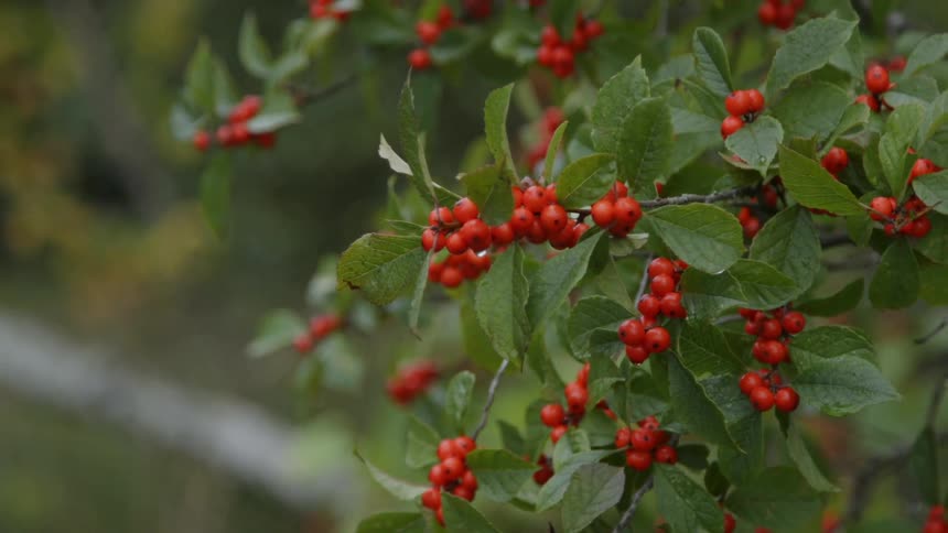Red berries hang from the bushes branches