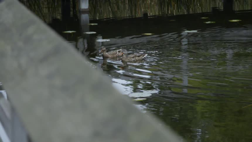 The duck swims around the pier