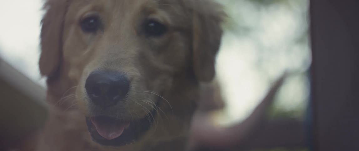 The happy dog is moving around the yard