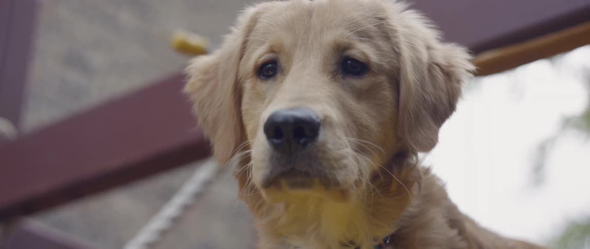 Dog wearing a collar sits near a white rope