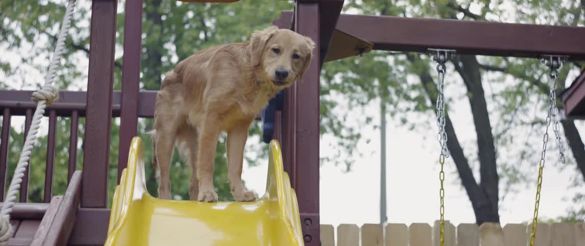 A dog stands at the top of a playground slide