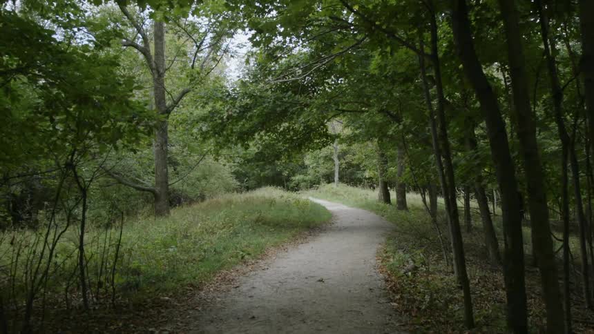 A dirt trail is leading through a forest in daylight