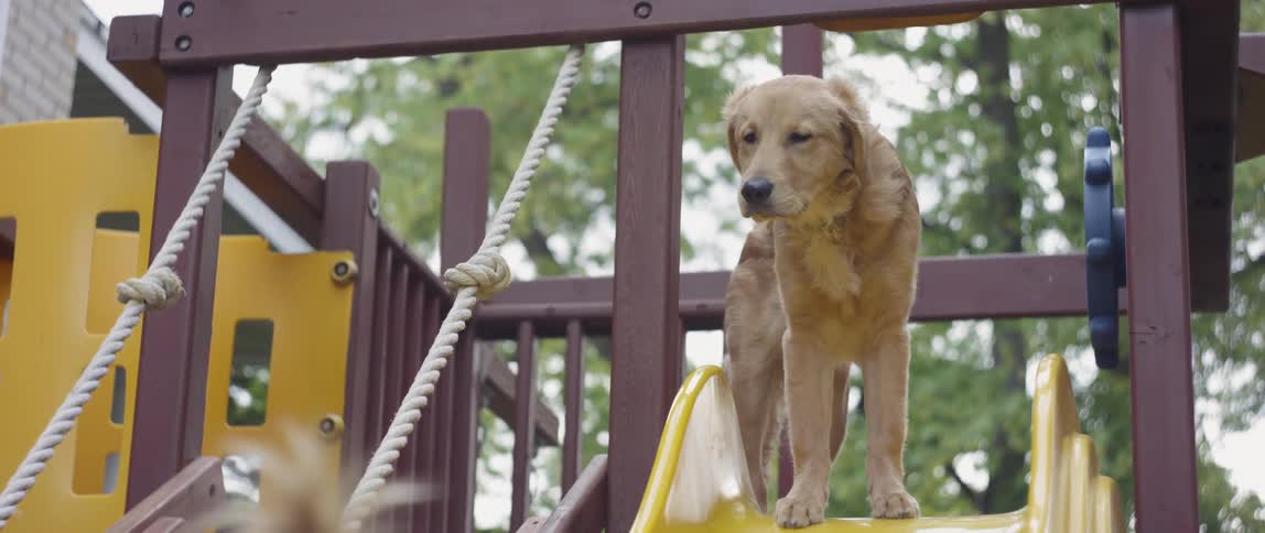 Dog stands at the top of a yellow slide as a child watches from below