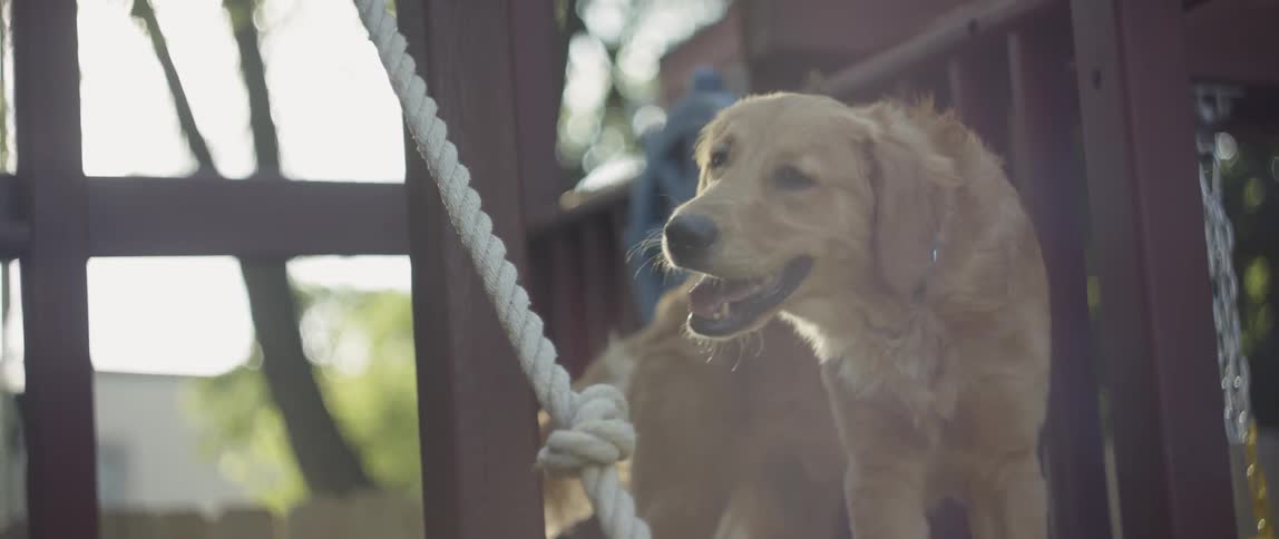 Little Girl Playing With Dog Outside