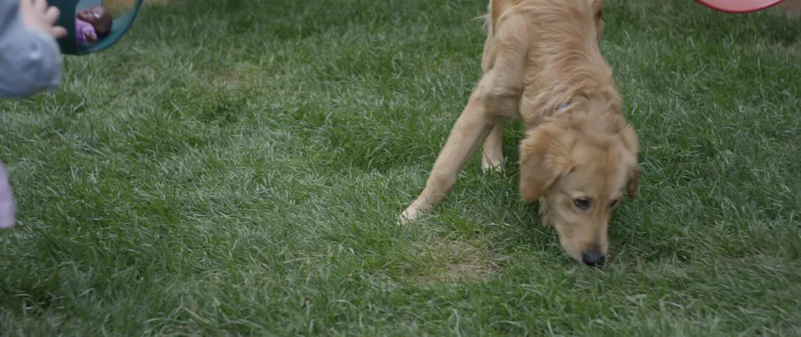 Little Girl Playing With Dog Outside