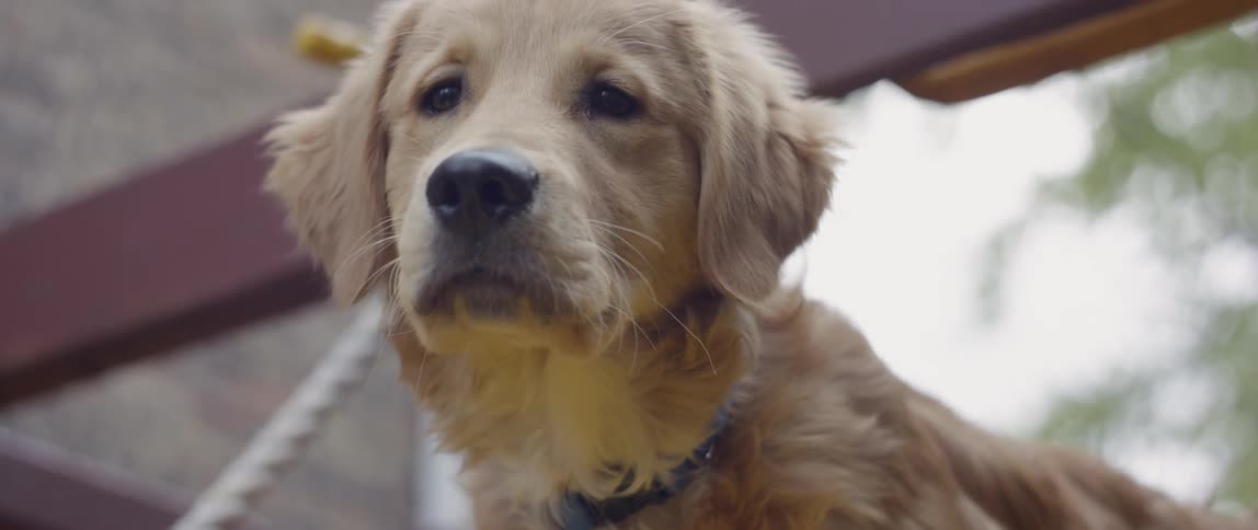 A golden retriever lies on a backyard toy