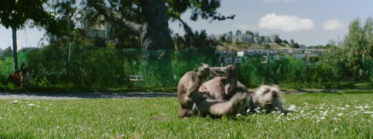 The dog rolls around in the grass