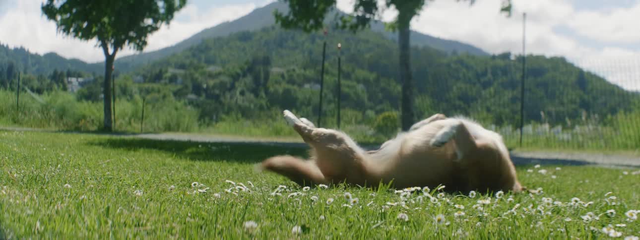 A dog is rolling around on its back on a patch of grass on a breezy day