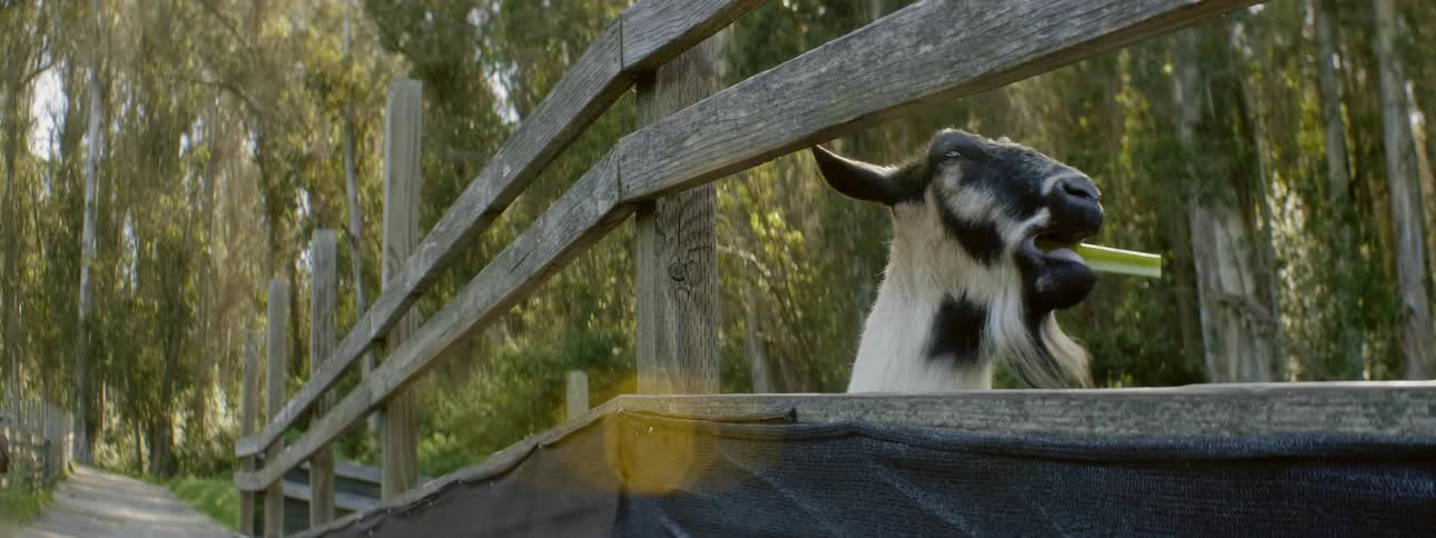 The child feeds the goat some greens