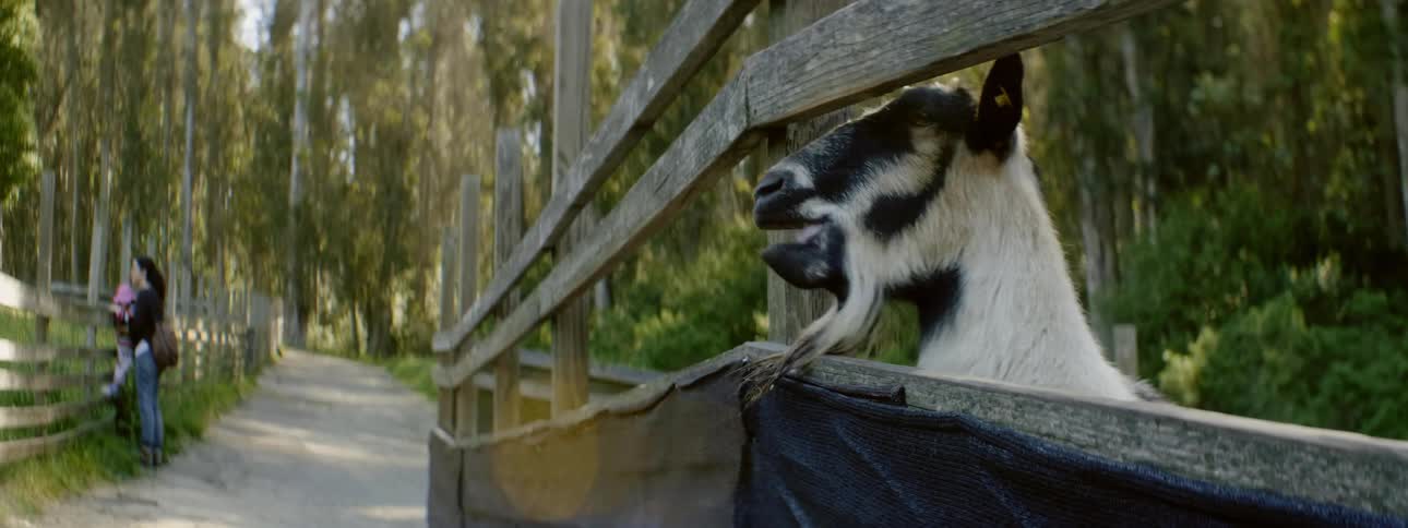 A toddler girl feeds celery to a goat