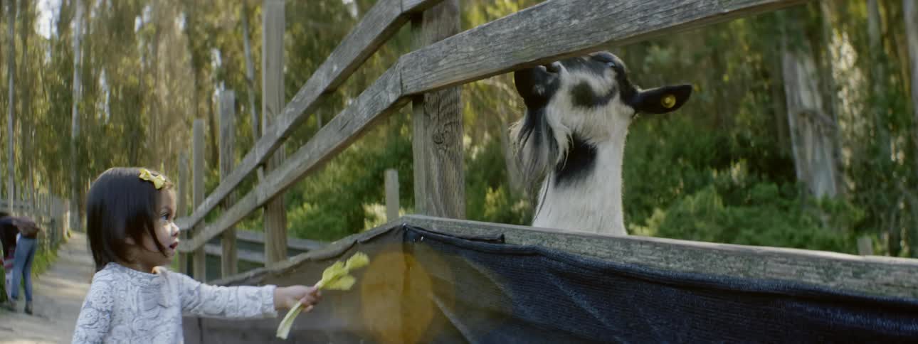 A toddler girl is feeding celery to a goat outside in a park in daylight