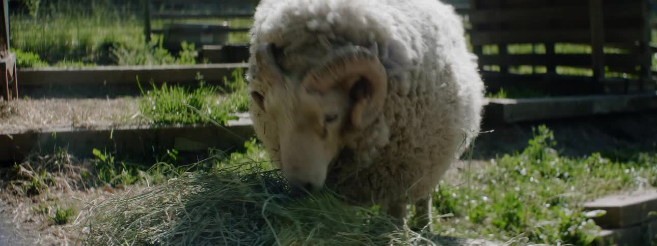 A ram is eating from a pile of hay on the ground in a garden in daylight