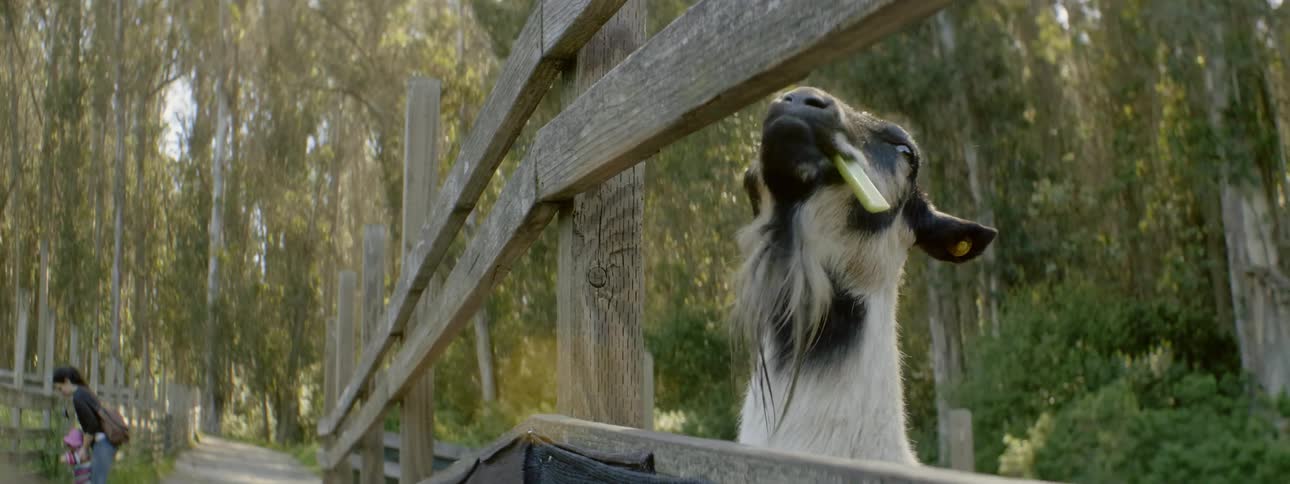 A young girl feeds a goat