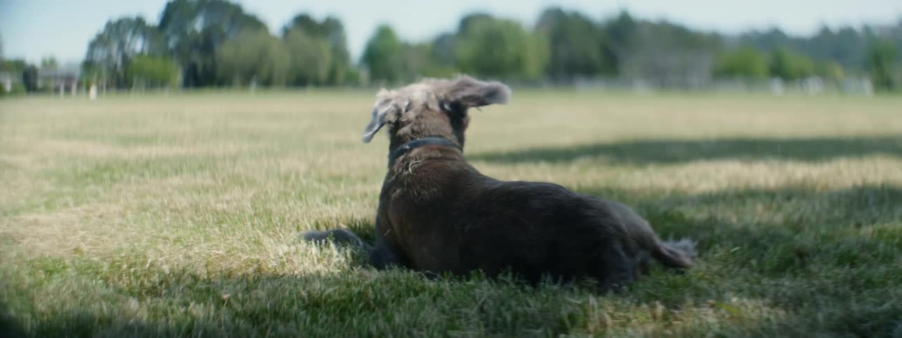 The dog rolls around in the grass on a sunny day