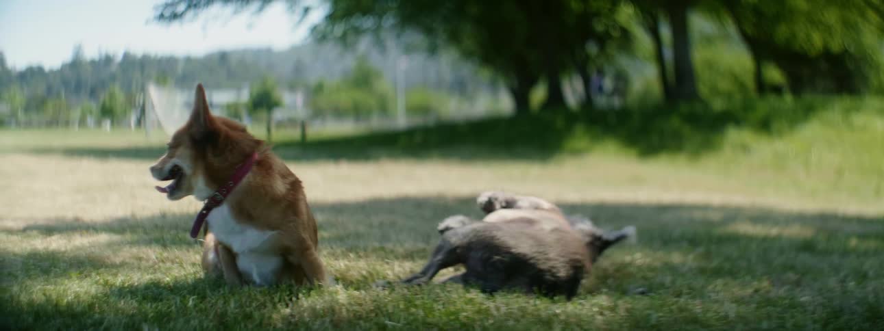Two dogs roll on the grass on a sunny day