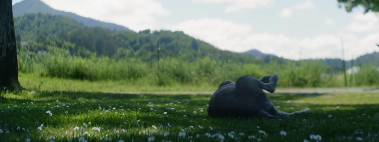 The dog is rolling around in the grass on a windy day