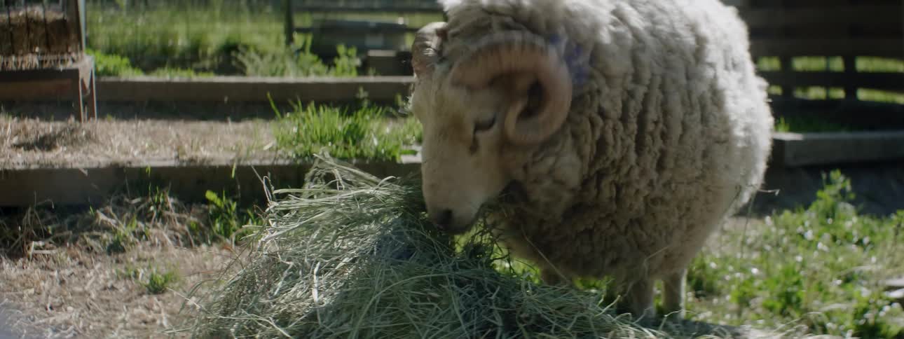 The sheep is eating the pile of grass