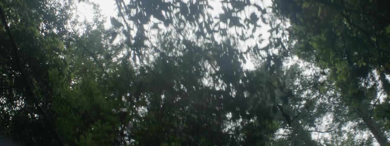 Sunlight shines through tall trees