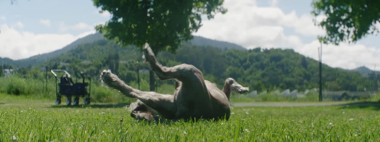 A dog rolls around on the grass near a tree