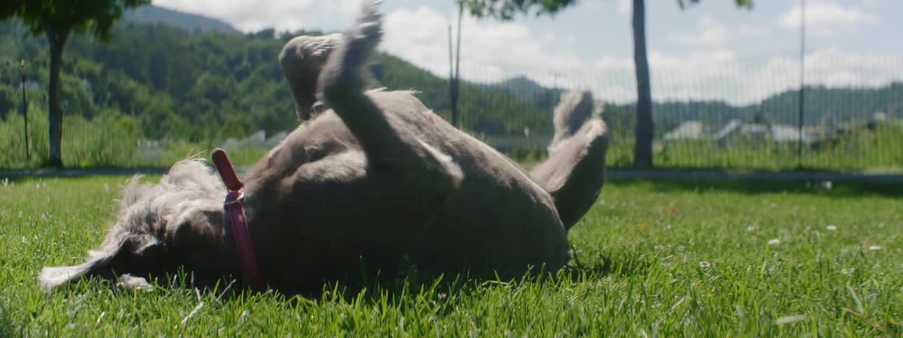 A dog rolls around in the grass