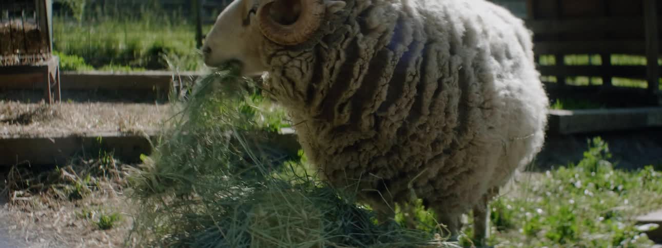 The sheep is eating some grass