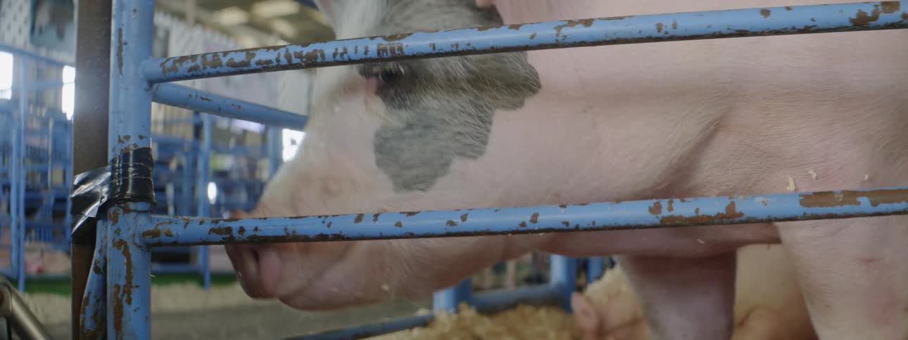 The pig digs around by the fence