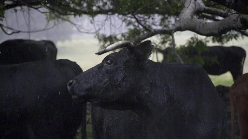 The black bull looks around near the other black bulls