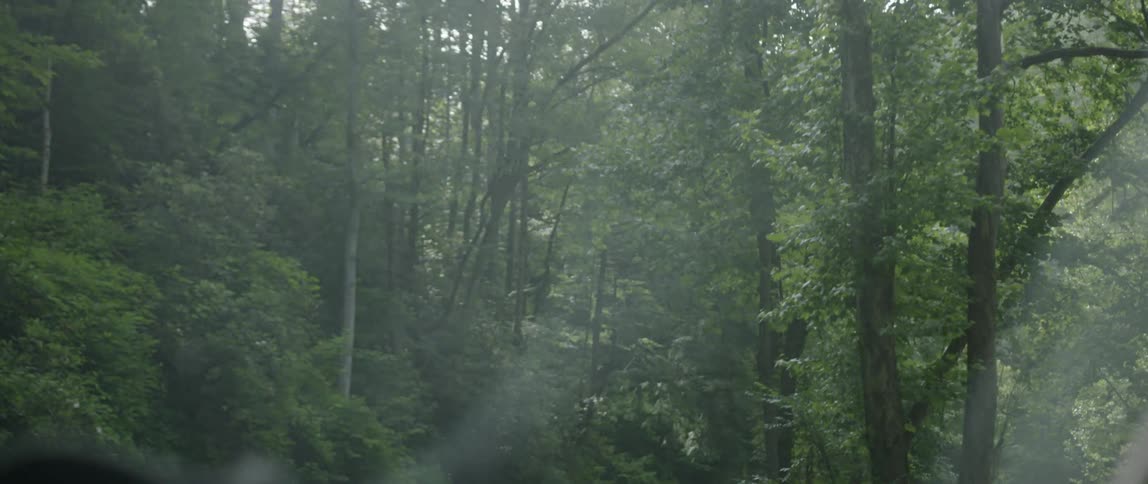 Woman Exploring Woods With Camera