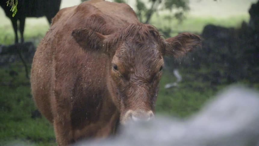 Rain falls around a brown cow