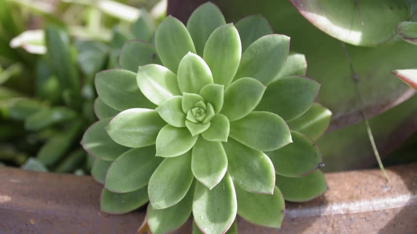 The wind blows the plant in the pot