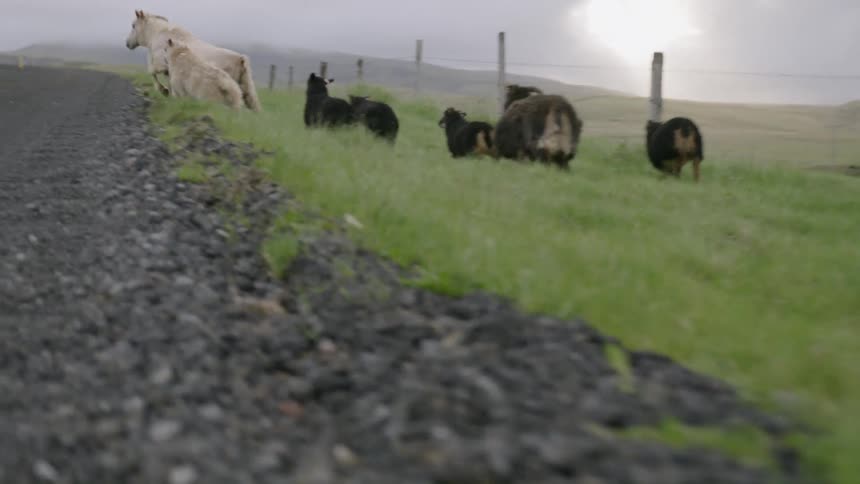 The goats run together up the hill
