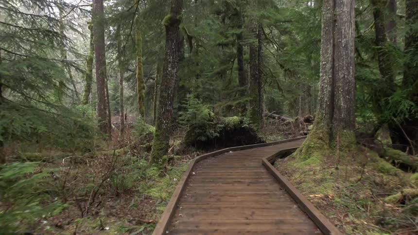Traveling along a wooden path through the forest