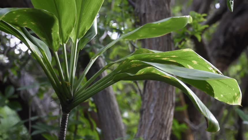 The wind is blowing the large leaves on the plant