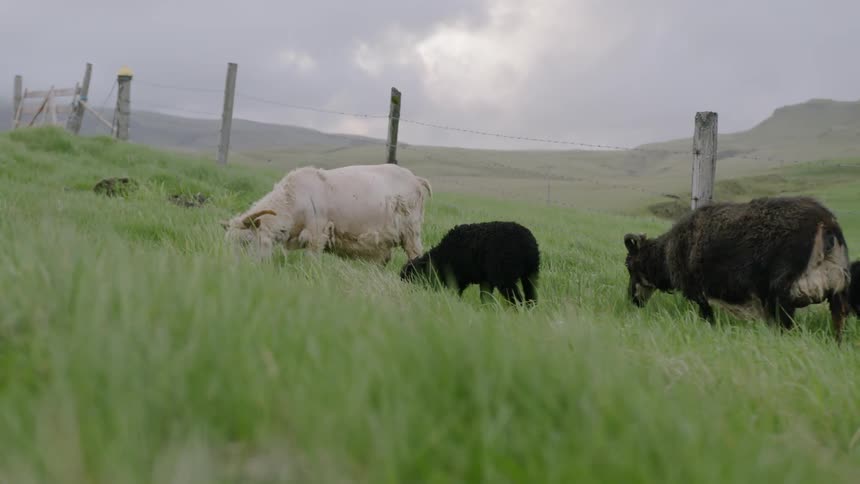 The goats eat grass by the fence on the hill