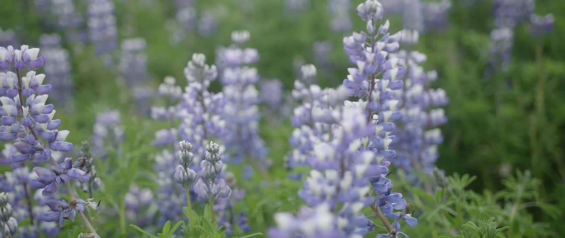 The purple flowers fill the field