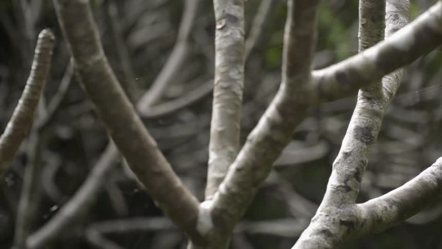 Bare tree branches sit next to a tree with green leaves