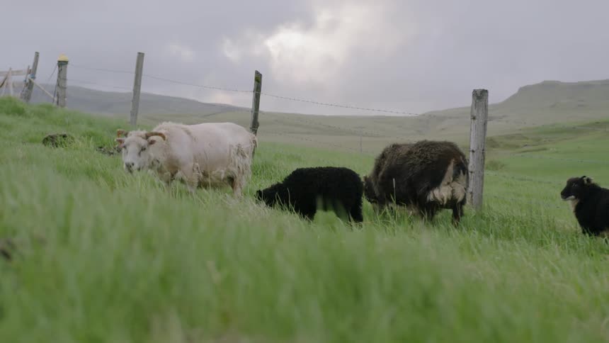 The goats feed by the fence