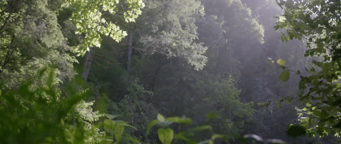 Sunlight shines through trees in a forest