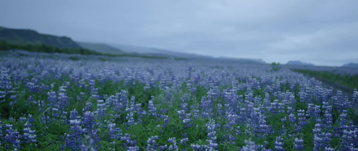Couple Runs Off To Iceland For Elopement
