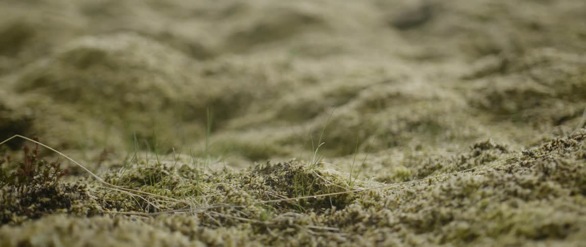 The sand is yellow with some grass on it