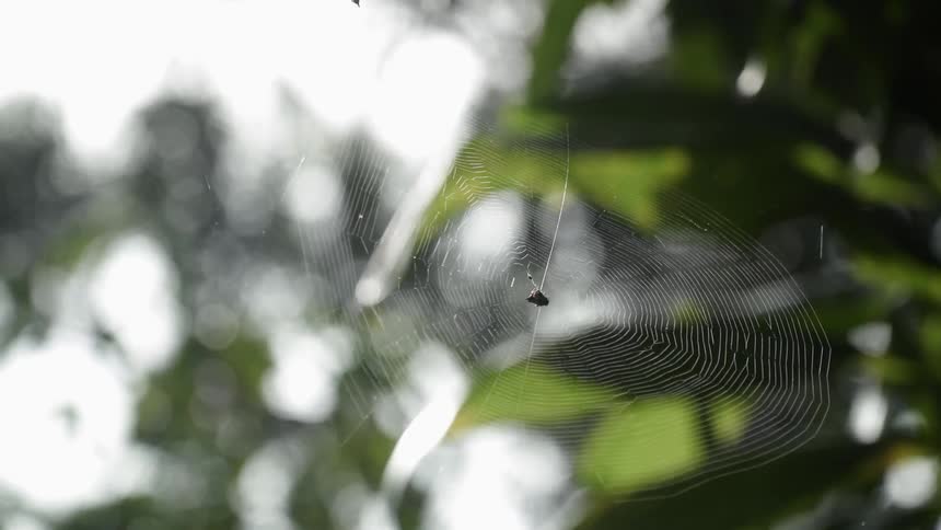 The spider is in the center of the spiderweb