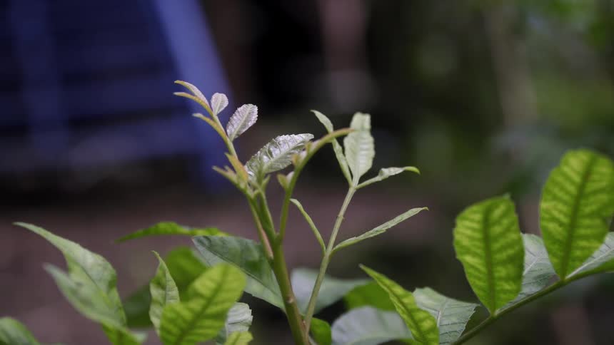 Green leaves grow on an outdoor plant
