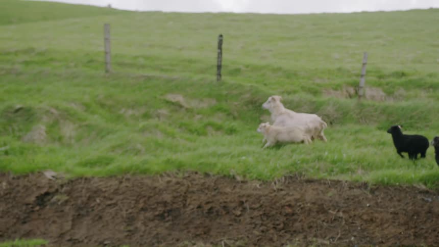 The goats run around together in the grass
