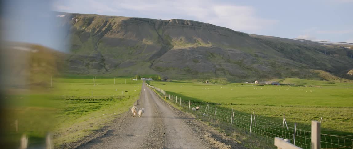 Sheep run down the rural dirt road