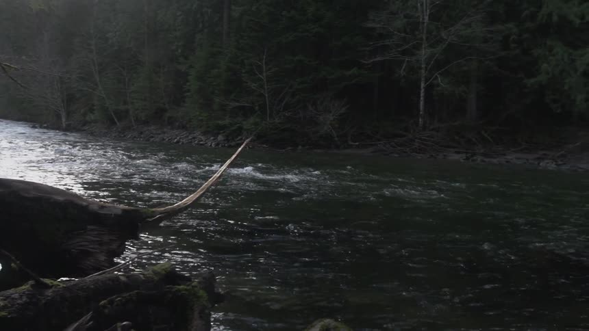 Fast moving river in front of a dark forest