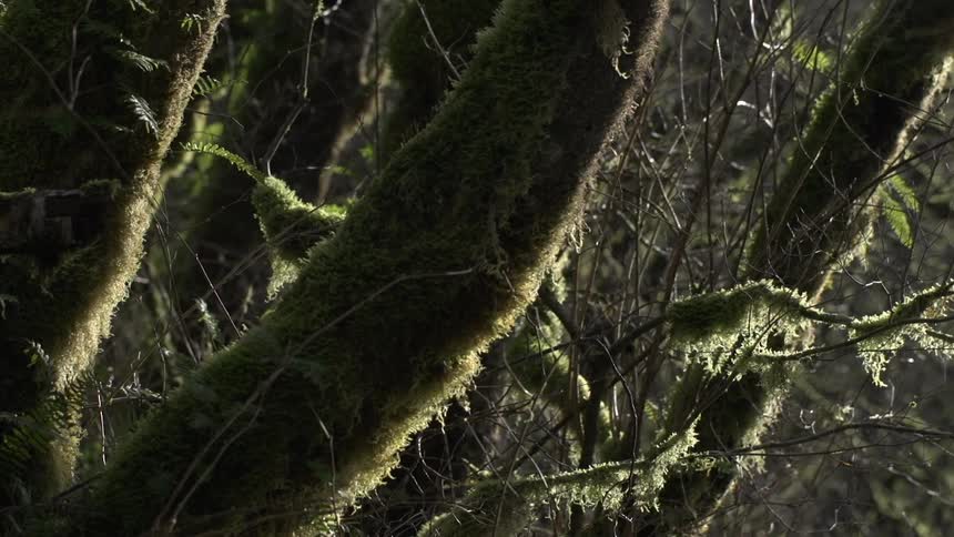 View of a forest with moss covered trees