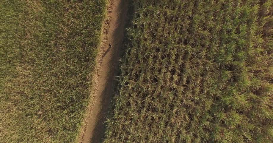 A person jogs on a dirt road between fields of tall plants