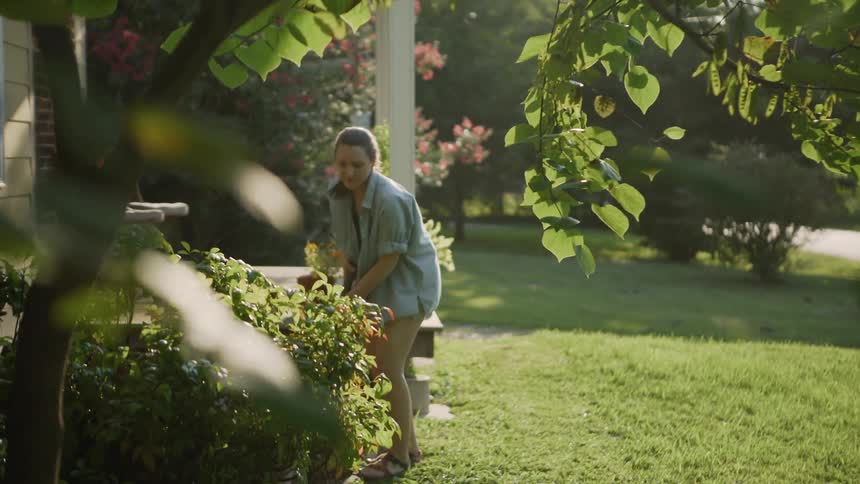 Woman prunes bushes in the front yard on a sunny day
