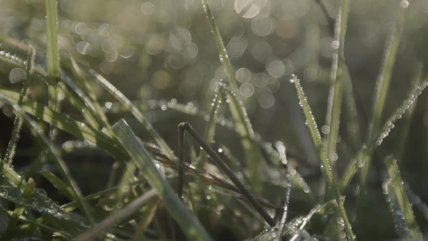 Dew drops sit on the grass blades