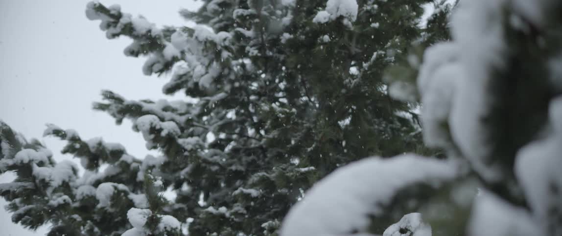 Snow falls on tree branches